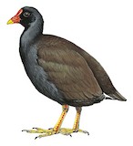 Gough Moorhen Illustration