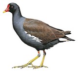 Common Moorhen Illustration