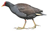 Dusky Moorhen Illustration