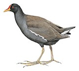 Lesser Moorhen Illustration