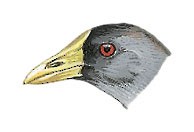 Porphyriops melanops crassirostris