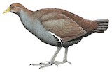 Tasmanian Nativehen Illustration