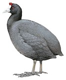 Red-knobbed Coot Illustration