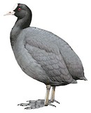 Eurasian Coot Illustration