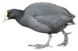 Hawaiian Coot Illustration