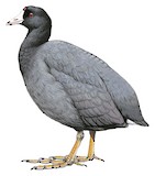 American Coot Illustration