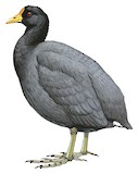 White-winged Coot Illustration