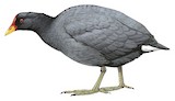 Red-fronted Coot Illustration