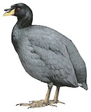 Horned Coot Illustration