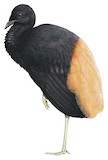 Grey-winged Trumpeter Illustration