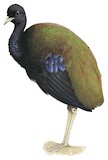 Dark-winged Trumpeter Illustration