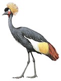 Black Crowned Crane Illustration