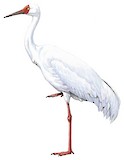 Siberian Crane Illustration