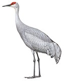 Sandhill Crane Illustration