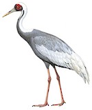 White-naped Crane Illustration