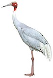 Sarus Crane Illustration