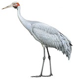 Brolga Illustration