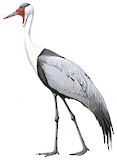 Wattled Crane Illustration