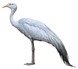 Blue Crane Illustration