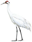 Whooping Crane Illustration