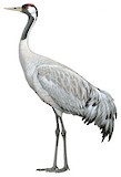 Common Crane Illustration