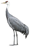 Hooded Crane Illustration