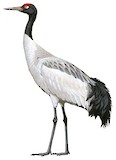 Black-necked Crane Illustration