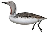 Red-throated Loon Illustration