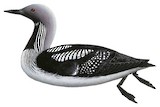 Black-throated Loon Illustration