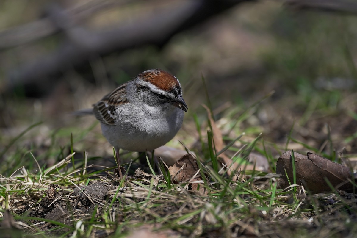 Chipping Sparrow - ML152822181