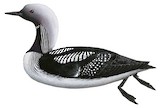 Pacific Loon Illustration