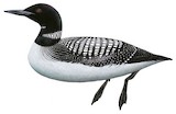 Common Loon Illustration