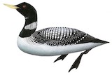 Yellow-billed Loon Illustration