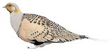 Pallas's Sandgrouse Illustration