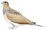 Tibetan Sandgrouse Illustration