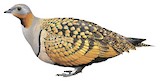 Black-bellied Sandgrouse Illustration