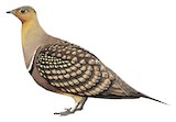 Namaqua Sandgrouse Illustration