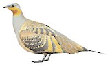 Spotted Sandgrouse Illustration