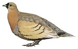 Madagascar Sandgrouse Illustration