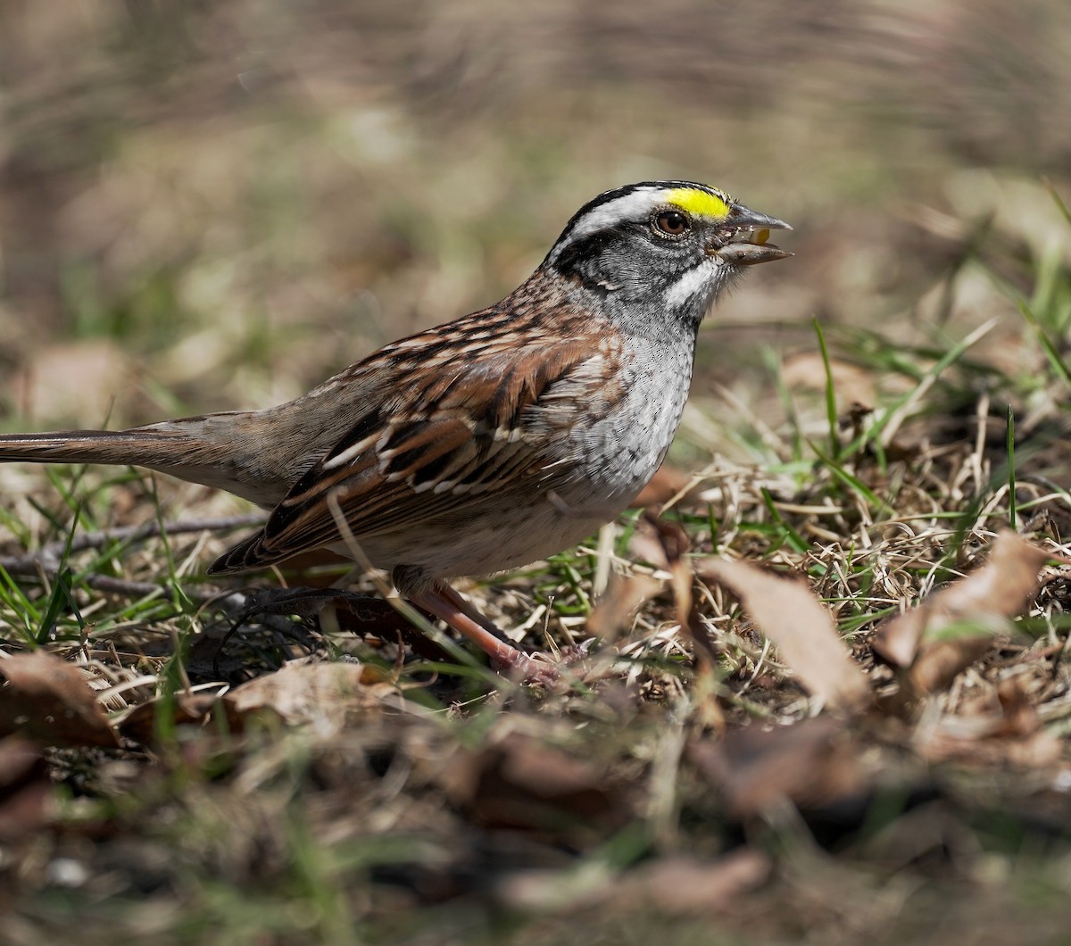White-throated Sparrow - ML152822701
