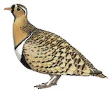 Black-faced Sandgrouse Illustration