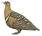 Painted Sandgrouse Illustration