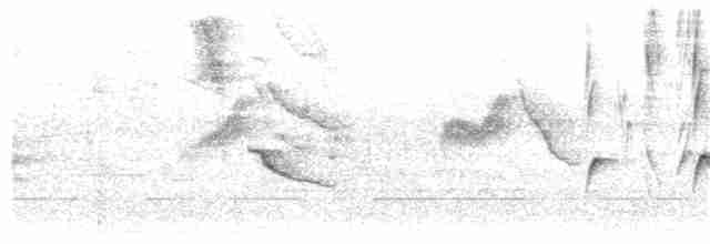 Пурпурногорлая эуфония - ML152823301