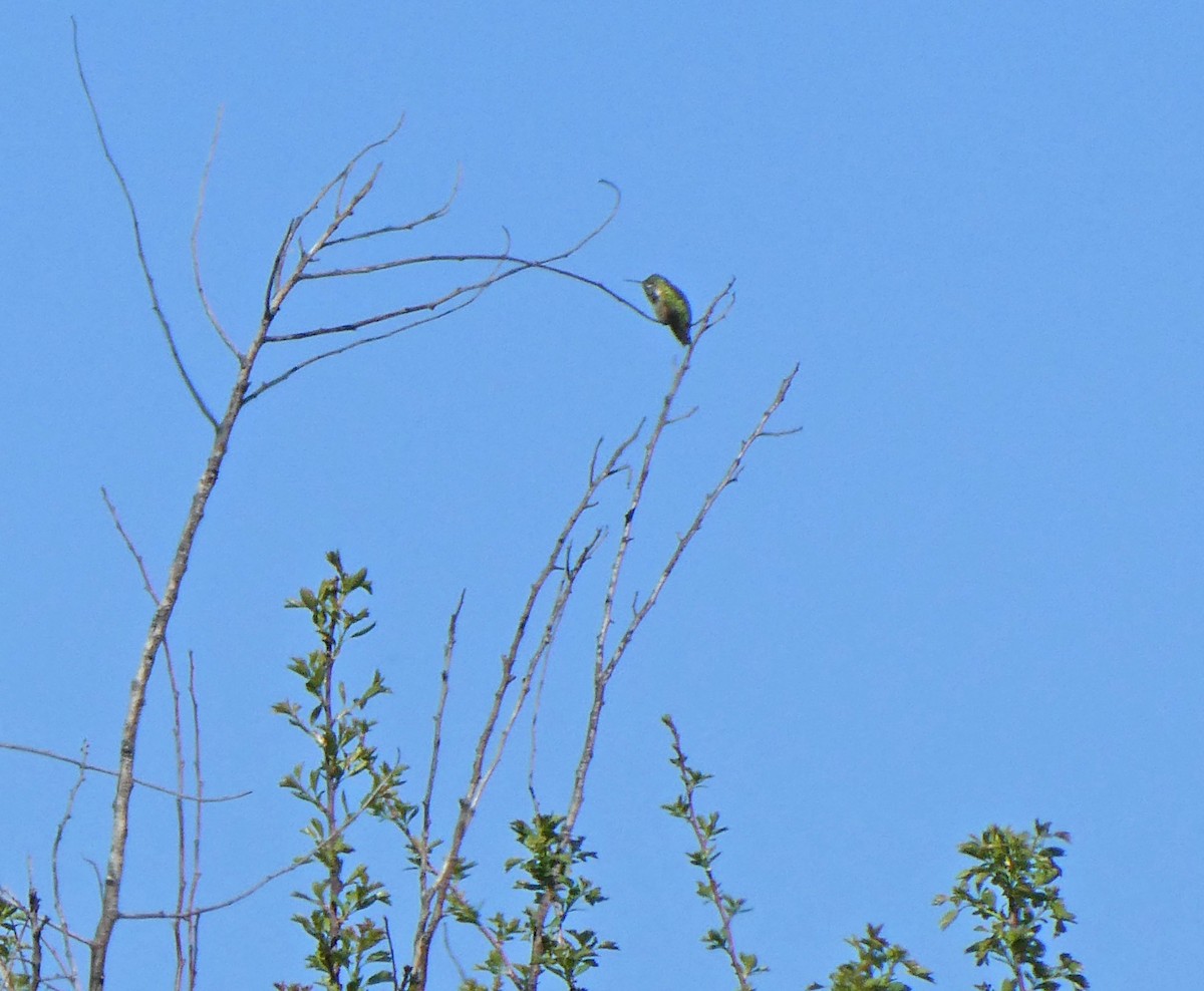Calliope Hummingbird - ML152823721