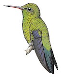 Red-billed Emerald Illustration