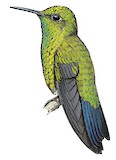 Western Emerald Illustration