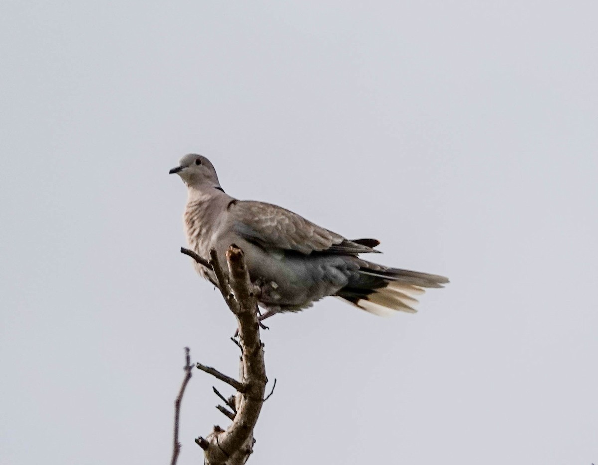 Eurasian Collared-Dove - ML152823891