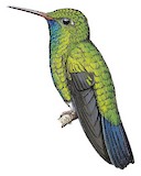 Blue-chinned Sapphire Illustration