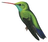 Tres Marias Hummingbird Illustration