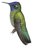 Violet-headed Hummingbird Illustration